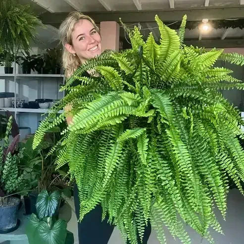🔥On Sale Only Today 🌱 UV-Resistant Lifelike Artificial Boston Fern